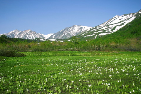 自然園　みずばしょう湿原